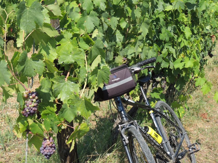 From Florence: Tuscan Hills Biking with Farm Tour and Lunch - A light Tuscan lunch lasting about two and a half hours