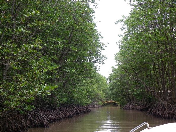 From Ho Chi Minh: Can Gio Trek – Monkey Island & Crocodile Farm - Walking beneath the Can Gio mangrove canopy