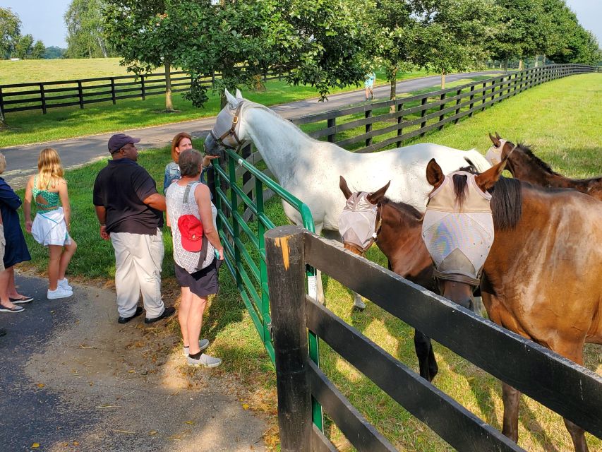From Lexington: Kentucky Horse Farms Tour - My verdict: book it for access and personality