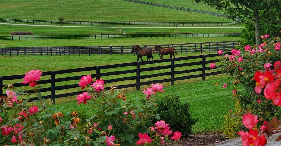From Lexington: Kentucky Horse Farms Tour - Meeting horses and feeding them peppermints