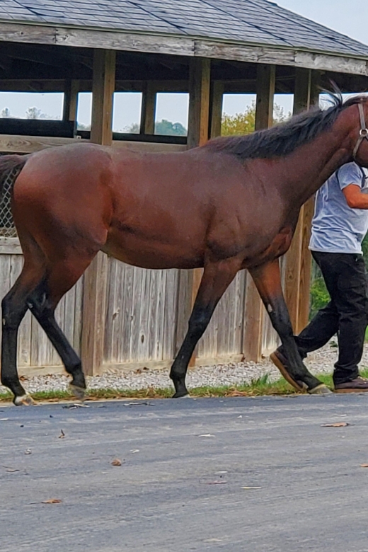 From Lexington: Kentucky Horse Farms Tour - Is $59 a fair price?