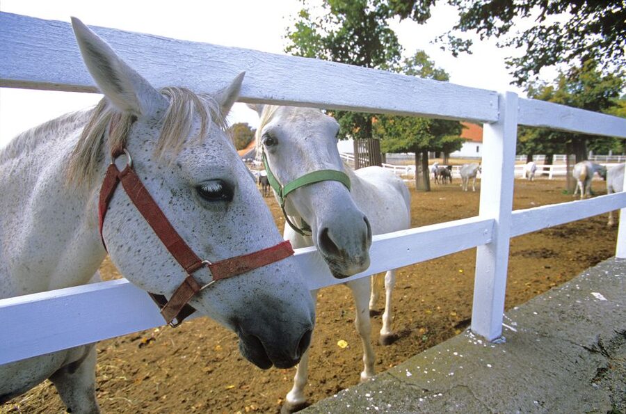 From Ljubljana: Lipica Stud Farm and Piran Full-Day Tour - From Ljubljana to Lipica in a comfortable van