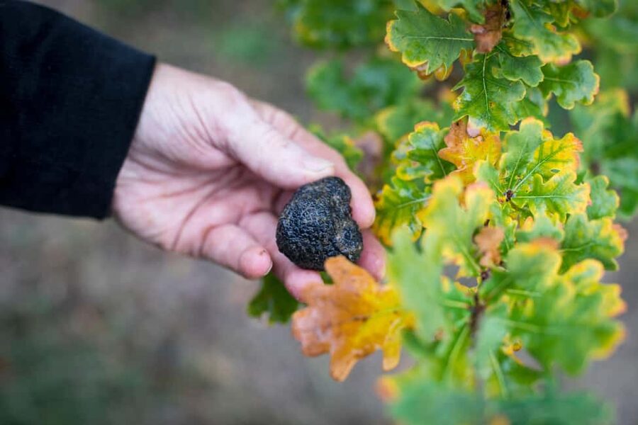 From location: Truffle farm visit, culinary workshop, meal - Should you book Maison de Garniac?