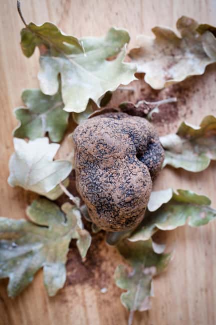 From location: Truffle farm visit, culinary workshop, meal - Is $200 a fair price?