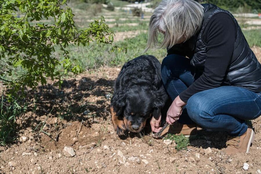 From location: Truffle farm visit, culinary workshop, meal - Useful planning advice for your visit