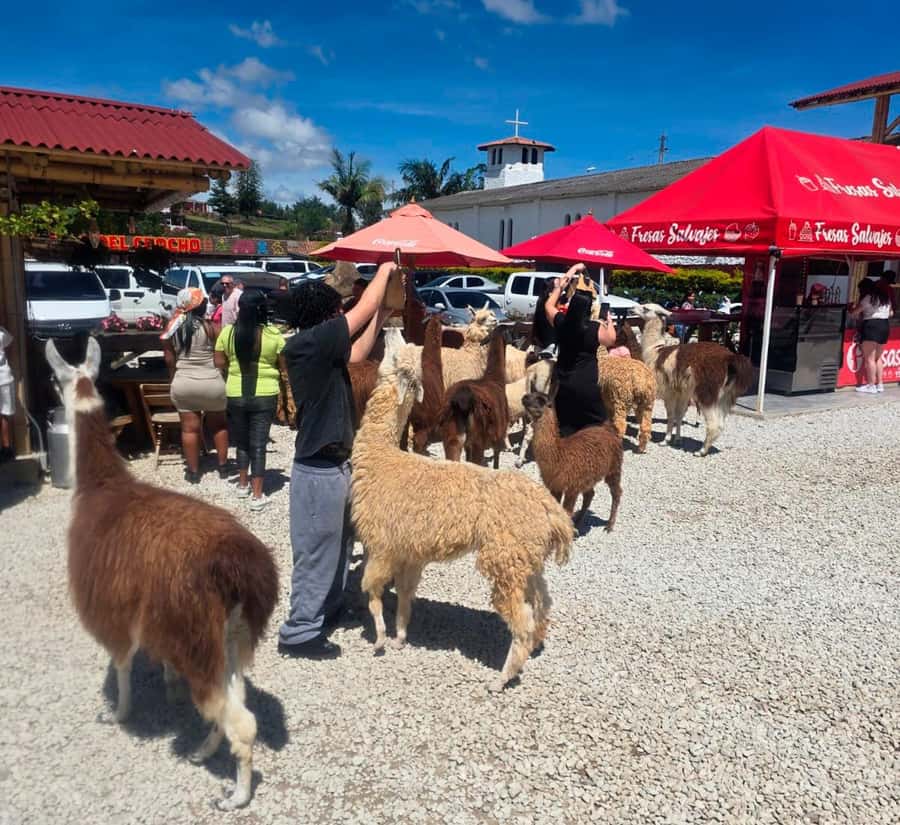 From Medellin: Guatapé & Peñol Rock with Boat & farm animals - Llamas, ostriches, ponies, and a warm Antioquian snack