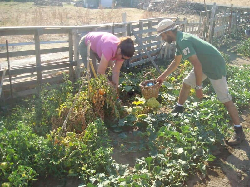From Mykonos: Ano Mera Farm Tour - Key Points Before You Book
