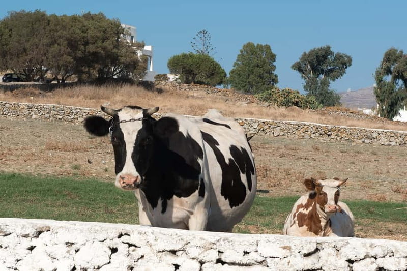 From Mykonos: Ano Mera Farm Tour - Leaving Mykonos Town for Ano Mera