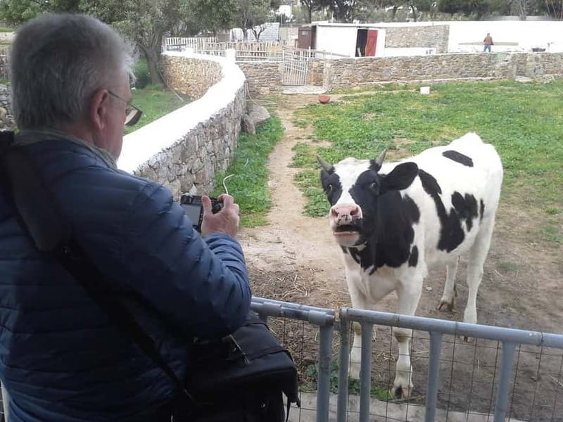 From Mykonos: Ano Mera Farm Tour - Sitting on Stone for Raki and Local Food