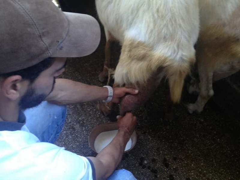 From Mykonos: Ano Mera Farm Tour - Meeting the Cows and Baby Goats
