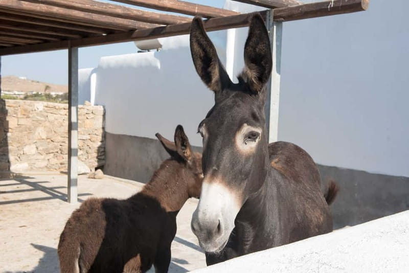 From Mykonos: Ano Mera Farm Tour - Who Will Enjoy This Farm Visit?