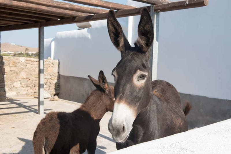 From Mykonos: Ano Mera Farm Tour - Meeting the Farm Superintendent