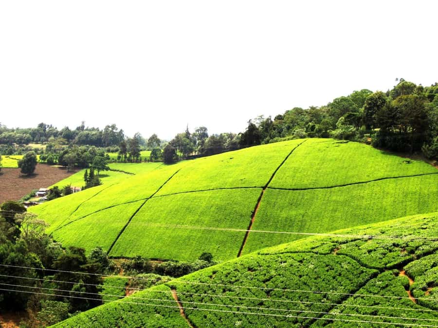 From Nairobi: Kiambethu Tea Farm Tour & Lunch - Arrival at the Main House