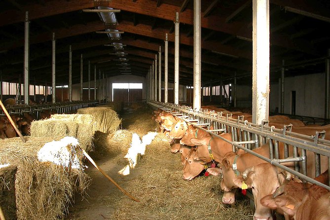 From Parma: Parmigiano Reggiano Farm Tour & Tasting with Transfer - Timing, group size, and practical limits