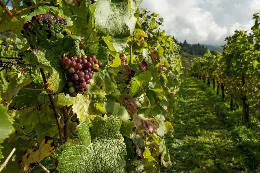From Porto: 2 Wine Regions, Farm Lunch, and Boat Ride - What the nine-hour schedule feels like