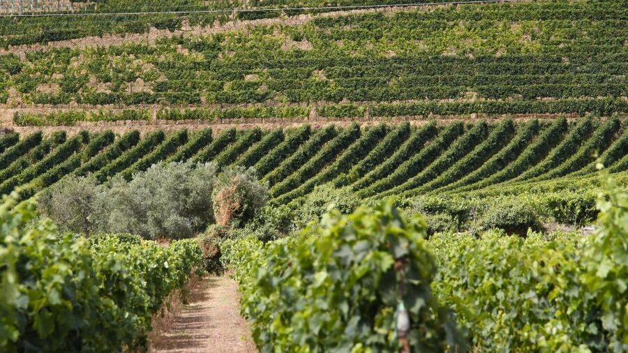 From Porto: 2 Wine Regions, Farm Lunch, and Boat Ride - Pinhão and the 50-minute Rabelo boat ride