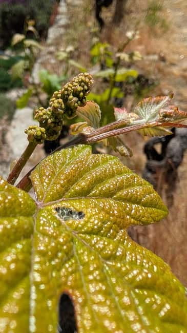 From Porto: 2 Wine Regions, Farm-to-Table Lunch & Boat - Amarante and the first taste of Vinho Verde