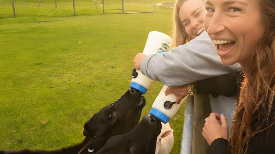 From Queenstown: Coach, Farm Tour & Milford Nature Cruise - Te Anau farm visit: a welcome change of pace