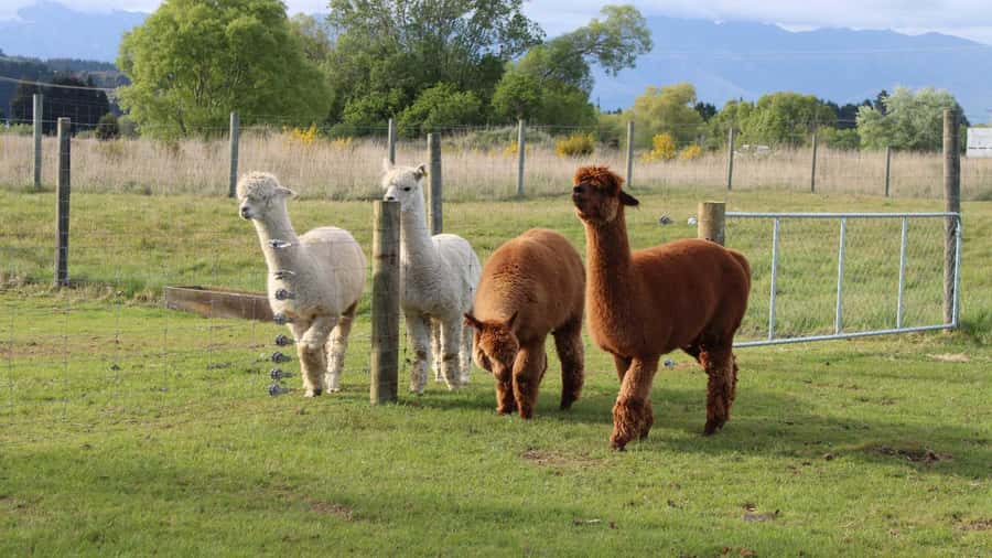 From Queenstown: Coach, Farm Tour & Milford Nature Cruise - The two-hour Milford Sound nature cruise