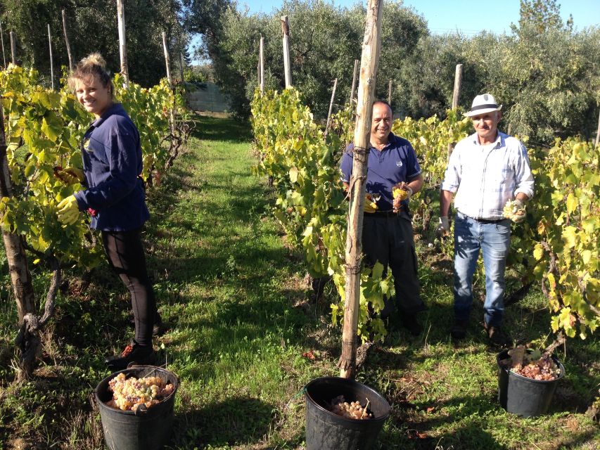 From Rome: Half-Day Frascati Wine Tour with Farmhouse Lunch - A guided walk through Frascati