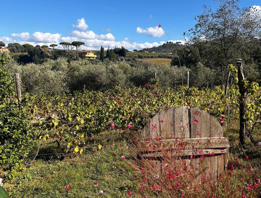 From Rome: Half-Day Frascati Wine Tour with Farmhouse Lunch - The 9:49 train from Roma Termini