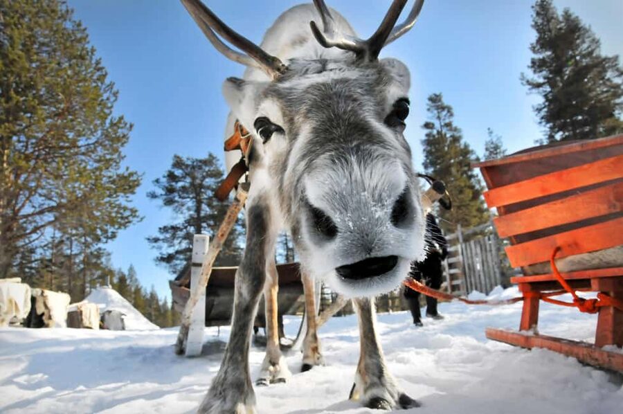 From Rovaniemi: Reindeer Farm Visit with Sleigh Ride - The 400 to 500 meter sleigh ride