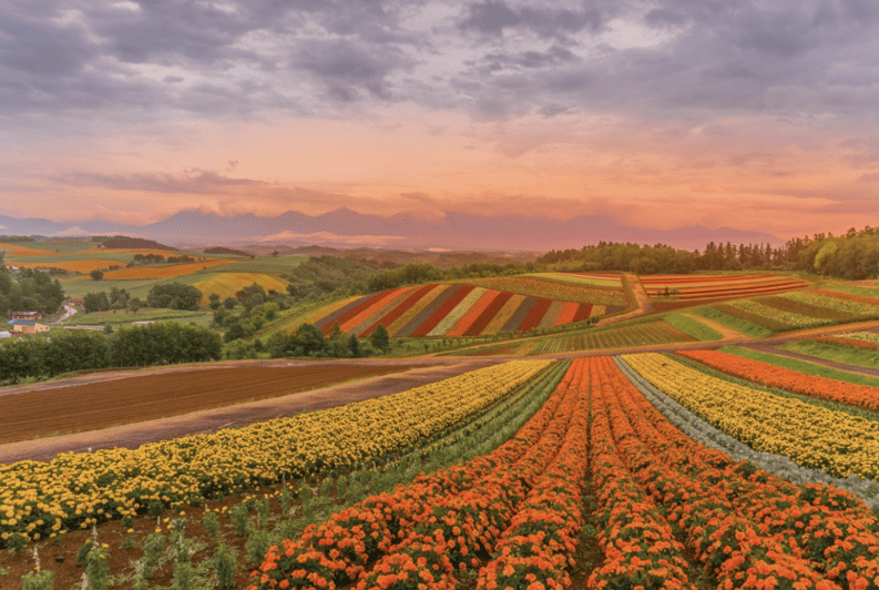 From Sapporo : Hokkaido Furano Tomita Farm Joiner Tour - Key points before you book