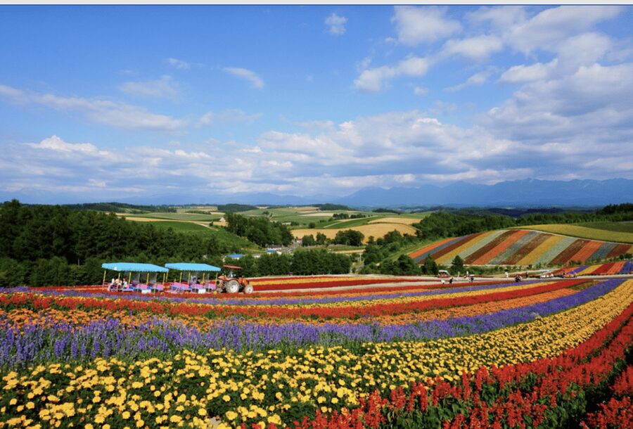 From Sapporo : Hokkaido Furano Tomita Farm Joiner Tour - Why this day trip works from Sapporo