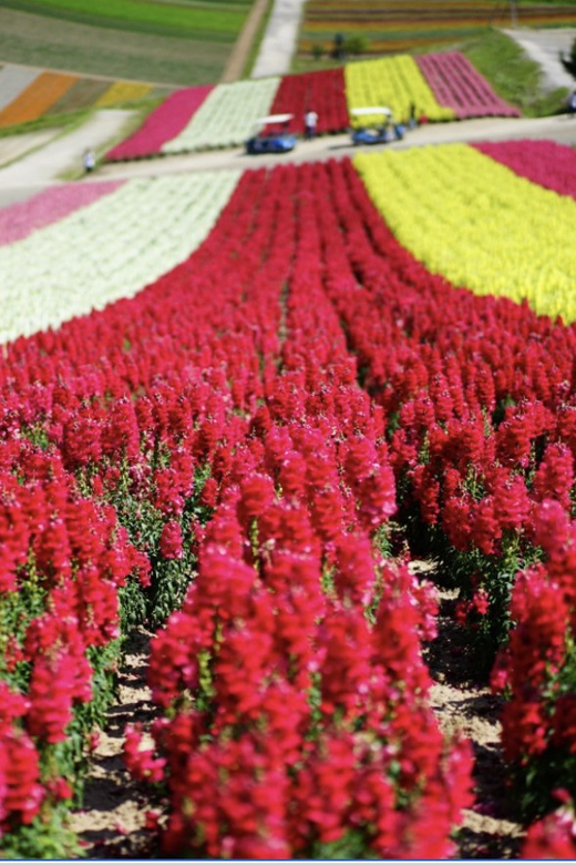 From Sapporo : Hokkaido Furano Tomita Farm Joiner Tour - Farm Tomita and the short lavender stop