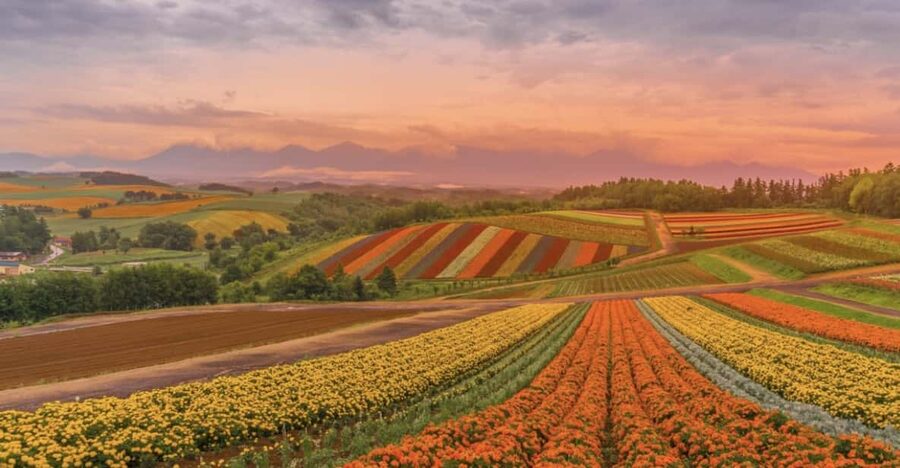 From Sapporo : Hokkaido Furano Tomita Farm Joiner Tour - What changes from November through March