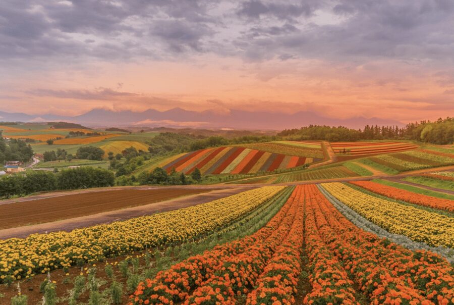 From Sapporo : Hokkaido Furano Tomita Farm Joiner Tour - Roller Coaster Road and the first mountain views