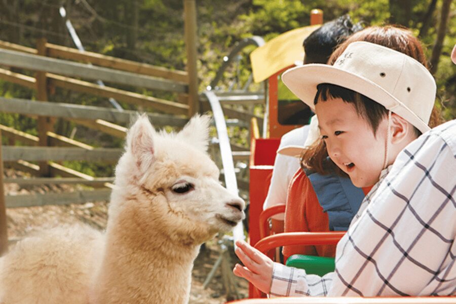 From Seoul: Full Day Trip to Alpaca Farm with Rail Bike - Practical details that can save you trouble