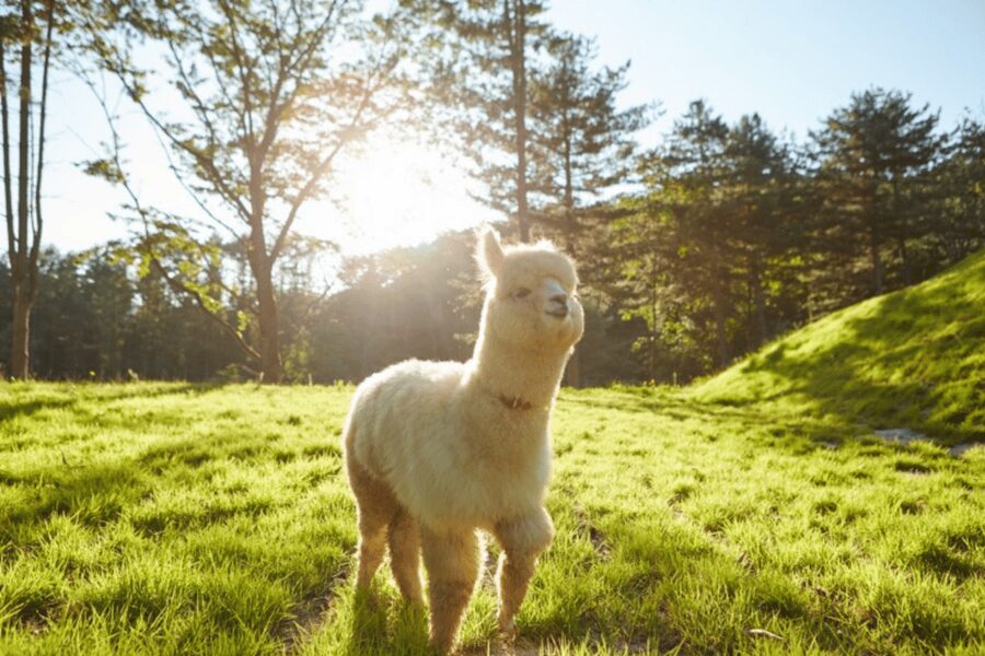 From Seoul: Full Day Trip to Alpaca Farm with Rail Bike - Why this Gangwon day trip works from Seoul