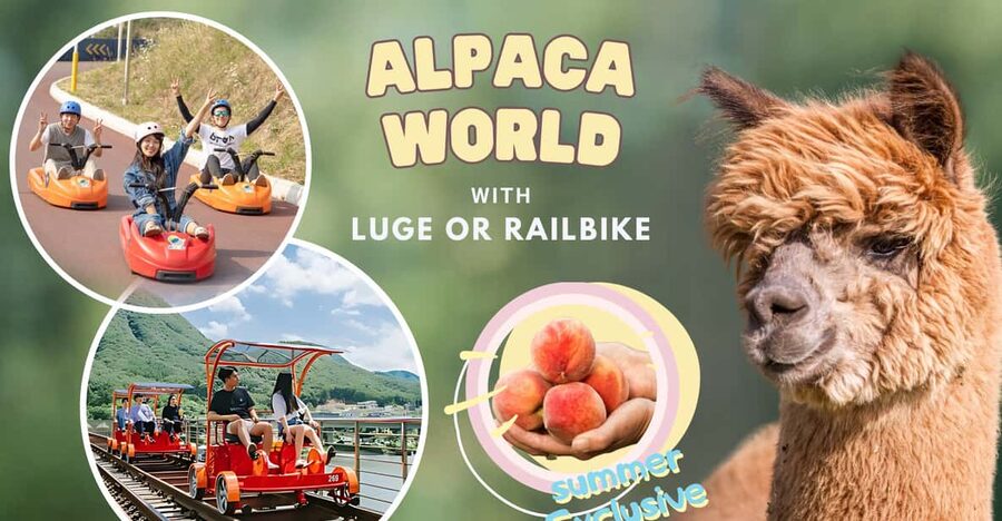 From Seoul: Full Day Trip to Alpaca Farm with Rail Bike - Lunch and the day’s rhythm