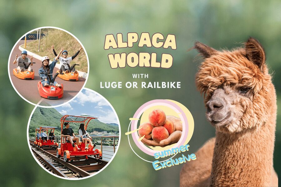 From Seoul: Full Day Trip to Alpaca Farm with Rail Bike - Who should choose the luge, and who should choose the rail bike?