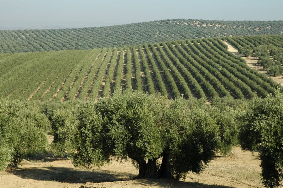From Seville: Olive Oil Farm Tour - Key points at a glance