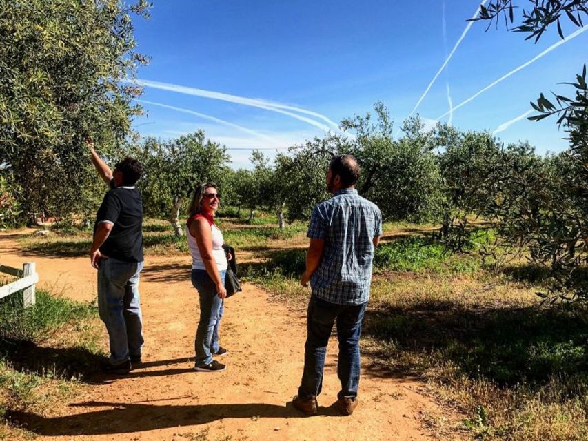 From Seville: Olive Oil Farm Tour - Learning how olive oil should taste