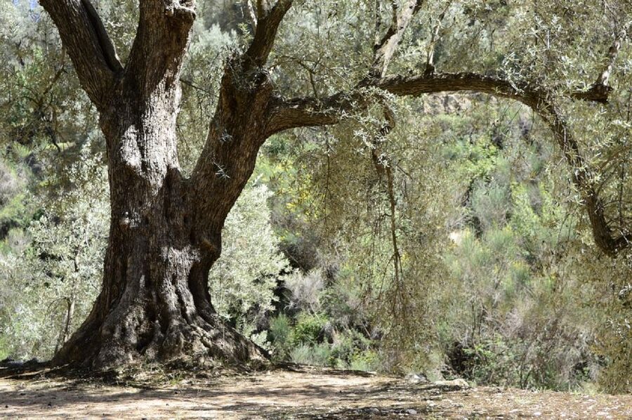 From Seville: Olive Oil Farm Tour - Should you book the olive oil farm tour?