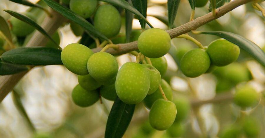 From Seville: Olive Oil Farm Tour - FAQ