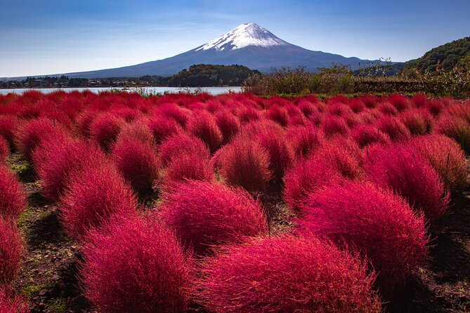 From Tokyo Mt.Fuji, Lake Kawaguchi, Makaino Farm day tour - Who will get the most from this Fuji day trip?