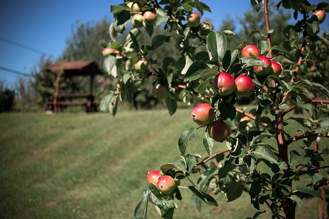 Fruit alcohol tasting + Velvet Orchards audio tour - The tasting is broader than alcohol alone