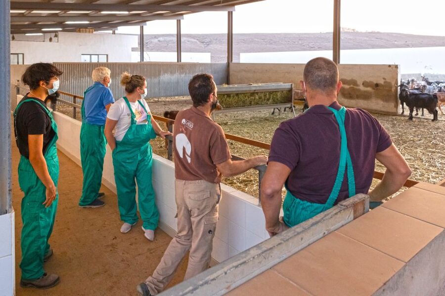 Fuerteventura: Artisan Goat's Cheese Making at Local Farm - Why Majorero cheese matters on Fuerteventura