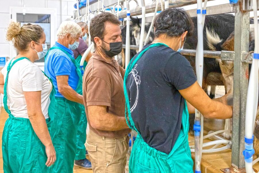Fuerteventura: Artisan Goat's Cheese Making at Local Farm - Is $85 a fair price?