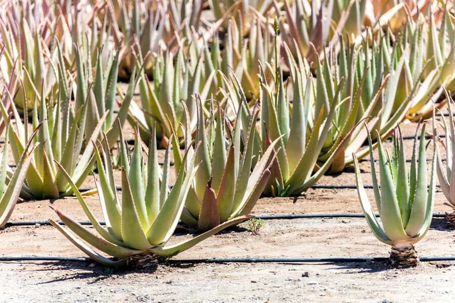 Fuerteventura farm, caves and rural villages tour with lunch - The goat farm and local tasting