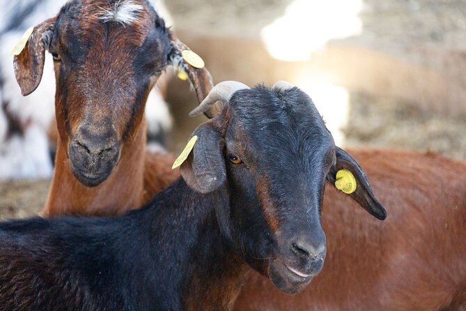 Fuerteventura Villages Caves and Farm Tour with Lunch from South - Ajuy’s black sand and sea caves