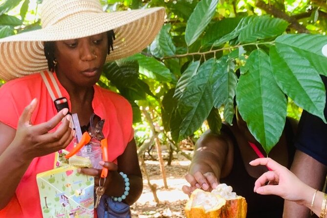 Full Day Experience to Farm and Chocolate - Lunch outdoors, with simple choices