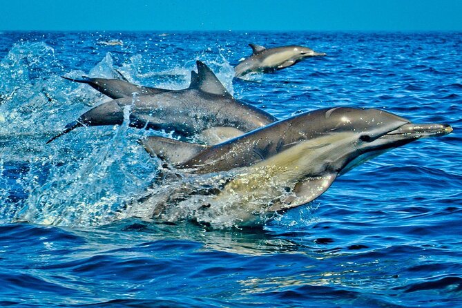 Full-Day Guided private Dolphins tour+ Monkeys + Stone town &spice Farm Zanzibar - One long day across Zanzibar
