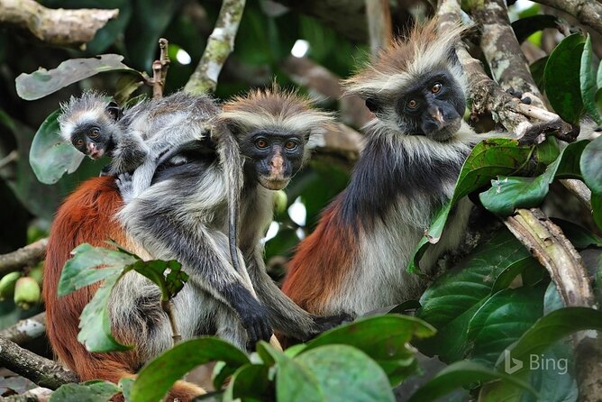 Full-Day Guided private Dolphins tour+ Monkeys + Stone town &spice Farm Zanzibar - Jozani Forest and Zanzibar’s rare red colobus