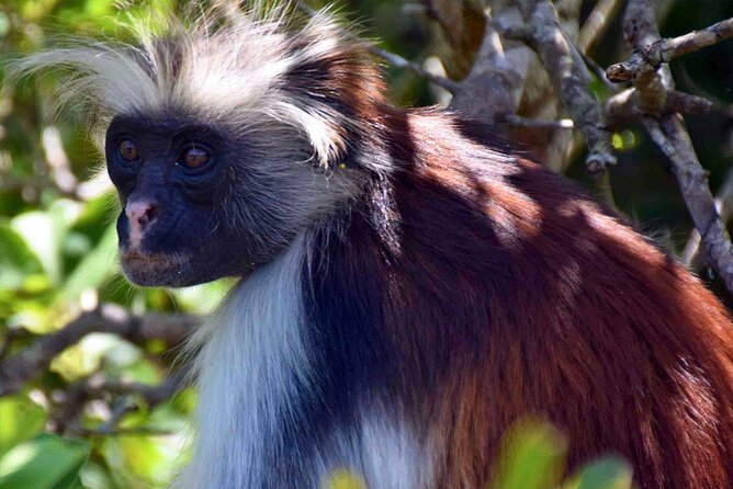 Full-Day Guided private Dolphins tour+ Monkeys + Stone town &spice Farm Zanzibar - Tangawizi Spice Farm and the meaning of Spice Island