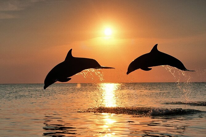 Full-Day Guided private Dolphins tour+ Monkeys + Stone town &spice Farm Zanzibar - Mnemba Island: dolphins and coral water